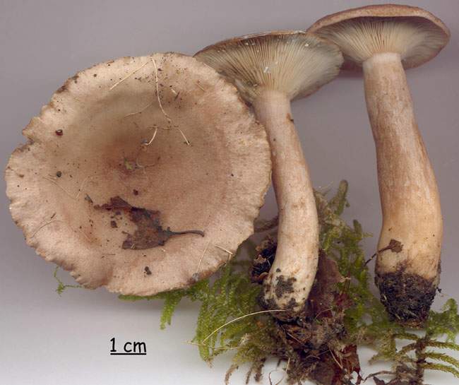 Lactarius vietus